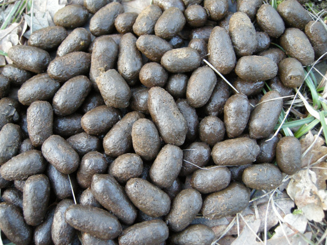 PASSIONE PER IL CERVO